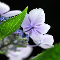 千光寺　紫陽花（13）