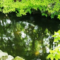 新緑の池　