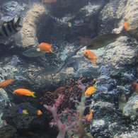 aquarium