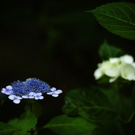 紫陽花　2