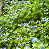 紫陽花　4
