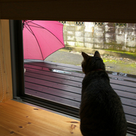 猫と赤い傘