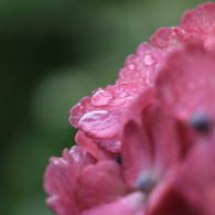 紫陽花　@三室戸寺