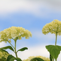 みちのくも紫陽花の季節がやってきました！