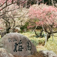 熱海梅園。