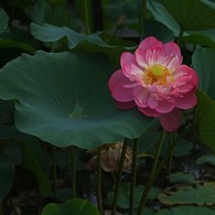 蓮華