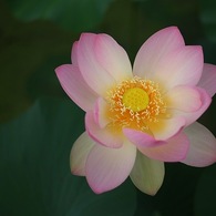 蓮華