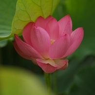 蓮華
