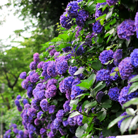紫陽花_1