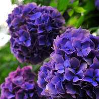 紫陽花_2