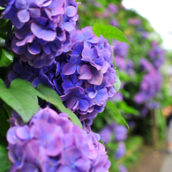 紫陽花_3