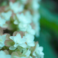 カシワバ紫陽花