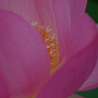 蓮華