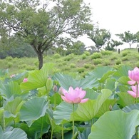 蓮華
