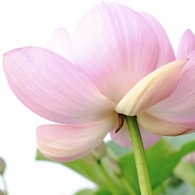 蓮華