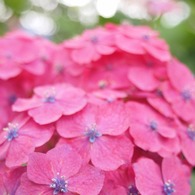 万博紫陽花祭 004