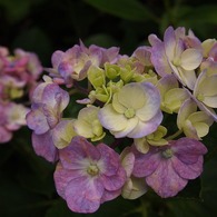 万博紫陽花祭 013