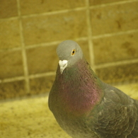引き締まった