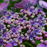 Purple Teacups