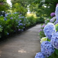 紫陽花小道