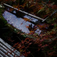 手水鉢の紅葉
