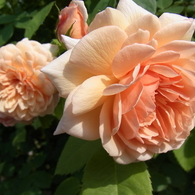 rose garden 04