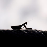カマキリ