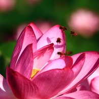 The shadow of a bee