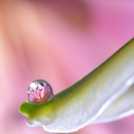 Flower in the drop　-Pink-