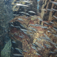 魚群