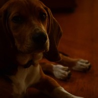 愛犬