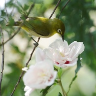 メジロと木槿１