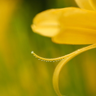Golden Tiara
