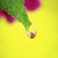 Flower in the drop  -yellow&violet-