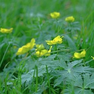 山に咲く花　駒ヶ岳