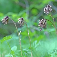 山に咲く花　駒ヶ岳