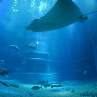 海遊館