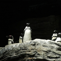 闇のペンギン。
