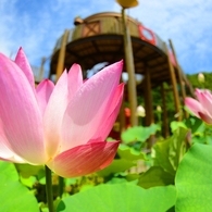  和歌山県植物公園緑花センター