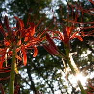 曼珠沙華