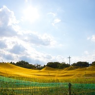 田園