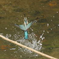 ヒナ、水浴び