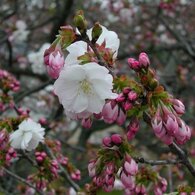 京都　御室桜