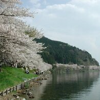 高島市 海津大崎