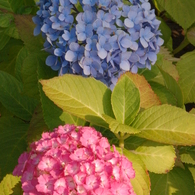 ペア