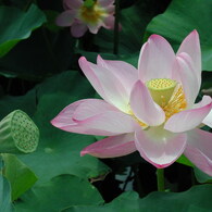 Lotus04