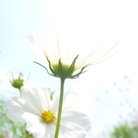 白く