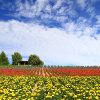 丘に広がる花畑（富良野）