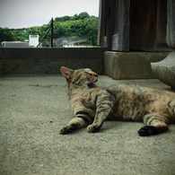 尾道で出会った猫  #02