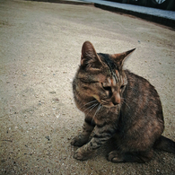 尾道で出会った猫  #03